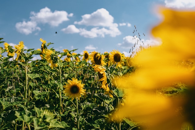 Field of sunflowers.
